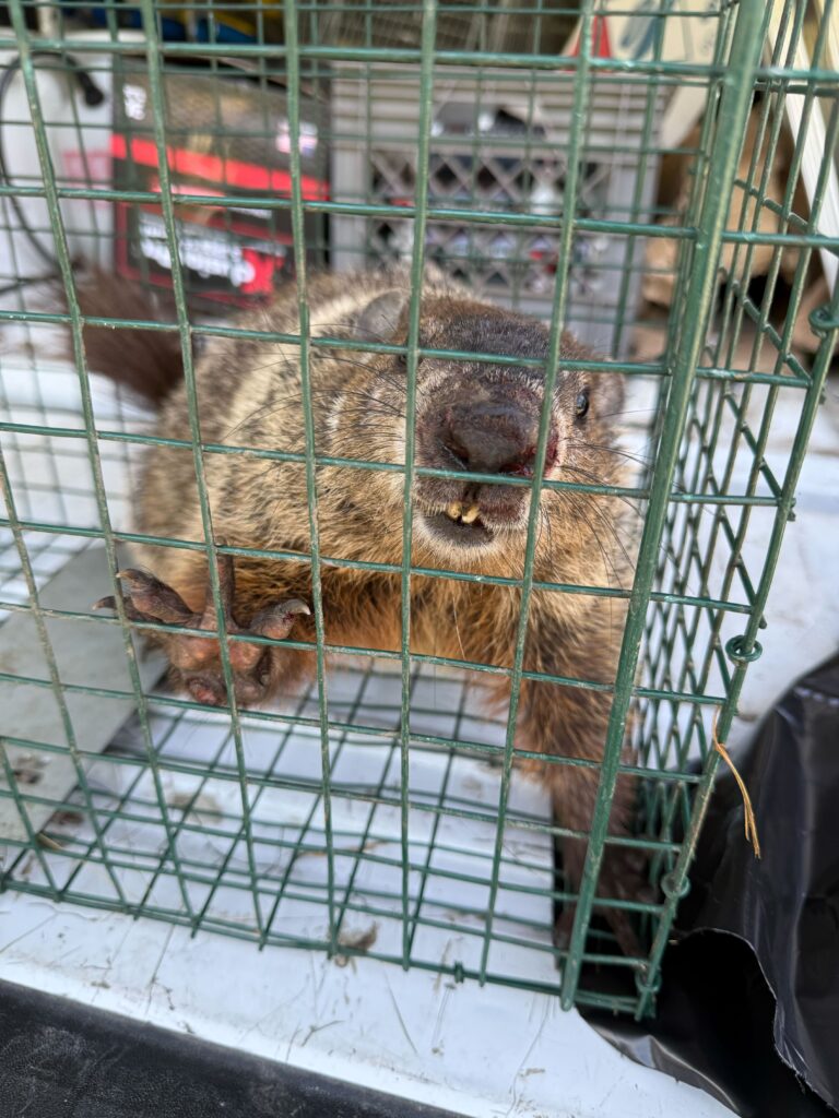 Wildlife Control Holly